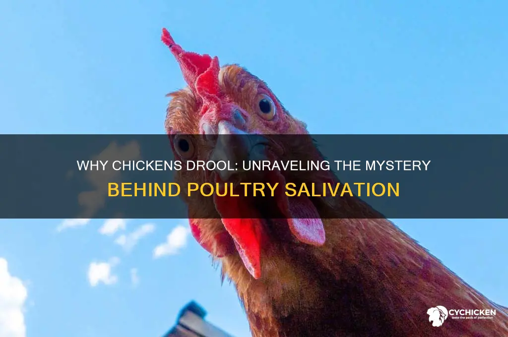 what does it mean when a chicken drools