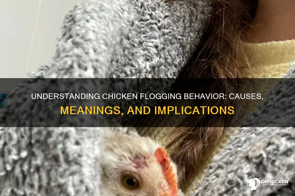 what does it mean when a chicken flogs