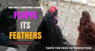 Why Do Chickens Fluff Their Feathers?