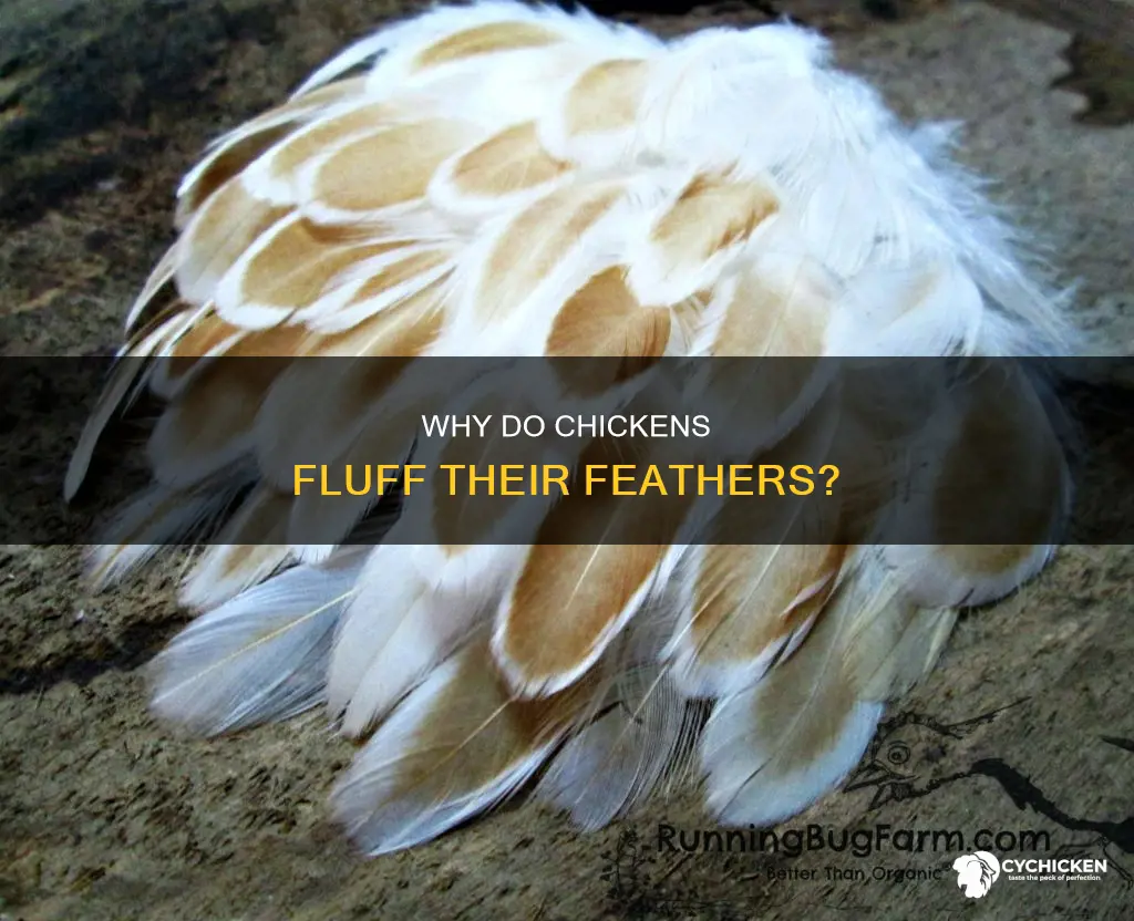 what does it mean when a chicken fluffs its feathers