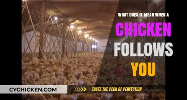 Why Do Chickens Follow You?