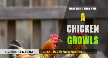 Understanding Chicken Growls: What Your Clucky Friend is Trying to Say