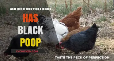 Black Chicken Poop: A Cause for Concern?