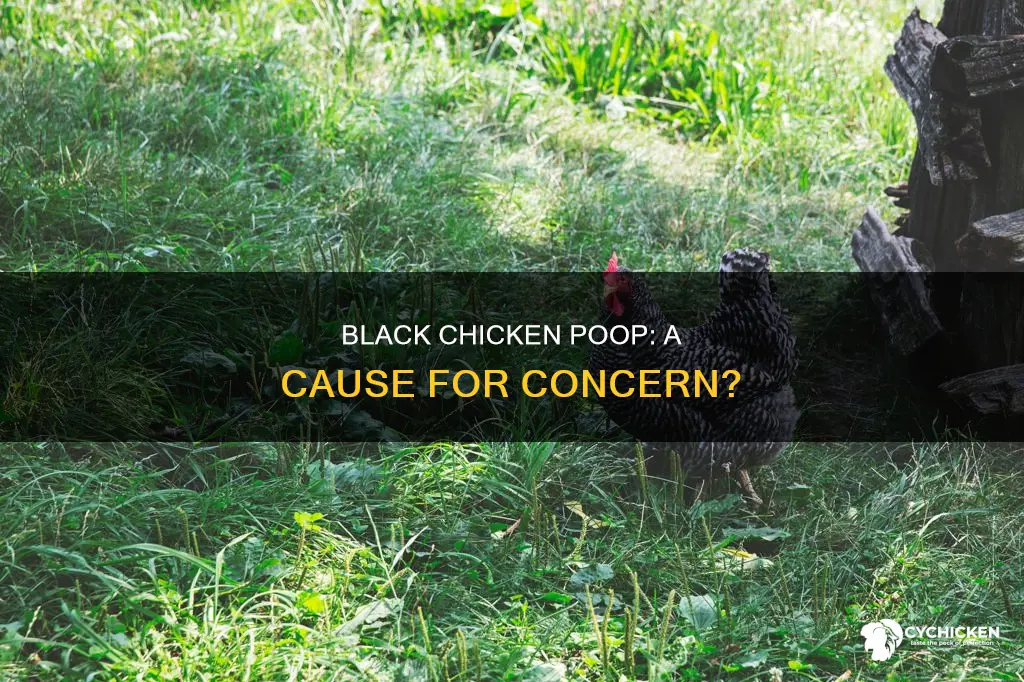 what does it mean when a chicken has black poop