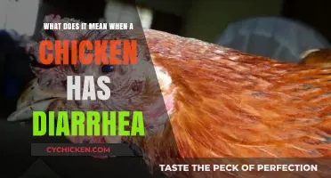 Chicken Diarrhea: Causes, Prevention, and Treatment
