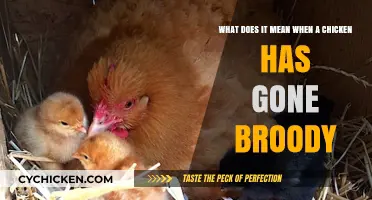 Understanding Broody Behavior in Chickens: Why and How to Fix It