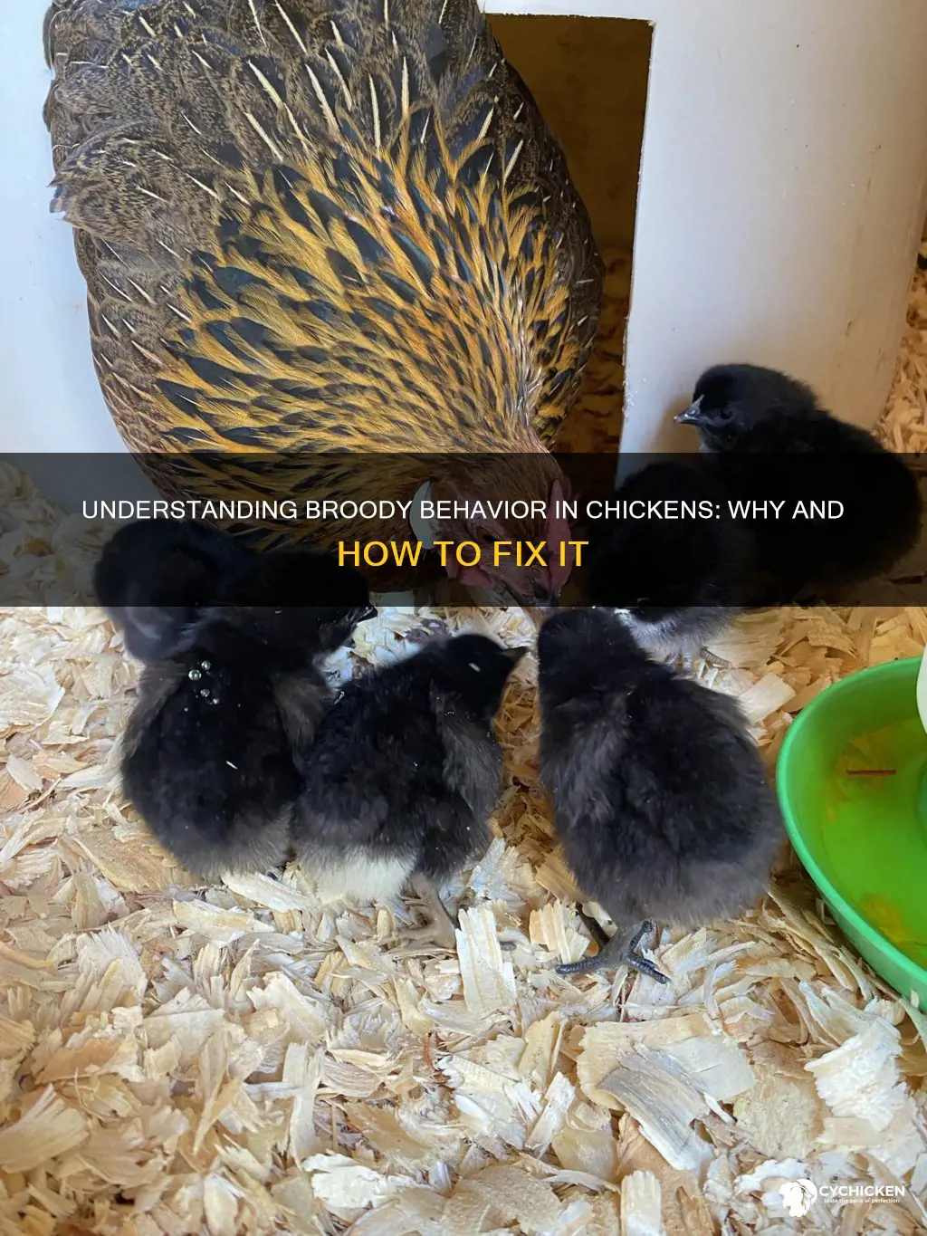 what does it mean when a chicken has gone broody