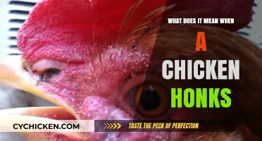 Why Chickens Honk: Unraveling the Mystery Behind Unusual Sounds