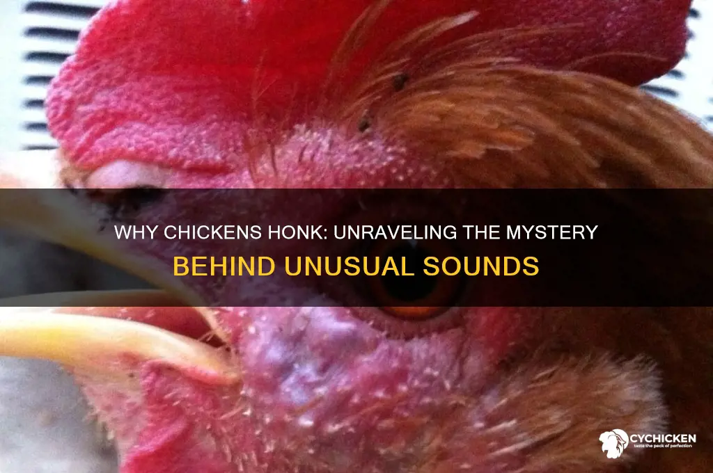 what does it mean when a chicken honks