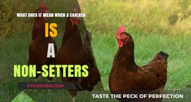Understanding Non-Setter Chickens: What's the Difference?