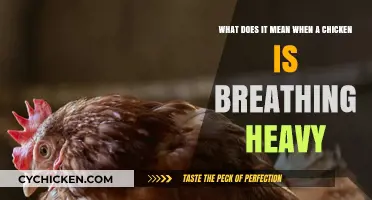 Heavy Breathing in Chickens: What Does It Mean?