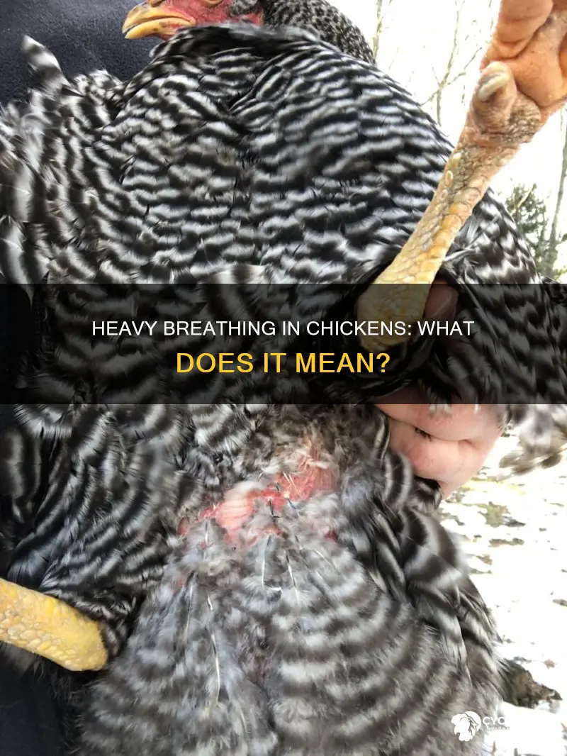 what does it mean when a chicken is breathing heavy