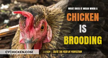 Understanding Chicken Brooding: Why and How They Do It