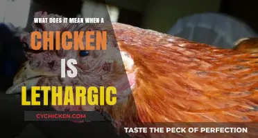 Why Is My Chicken So Lethargic?