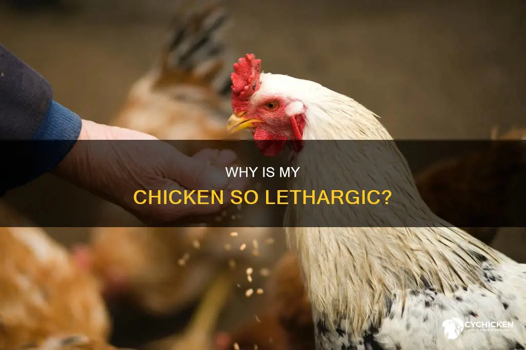 what does it mean when a chicken is lethargic