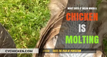 Understanding Molting: Why Chickens Shed Their Feathers