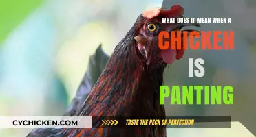 Why Do Chickens Pant? Understanding Their Breathing