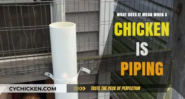 Understanding Chicken Piping: What Does it Mean?