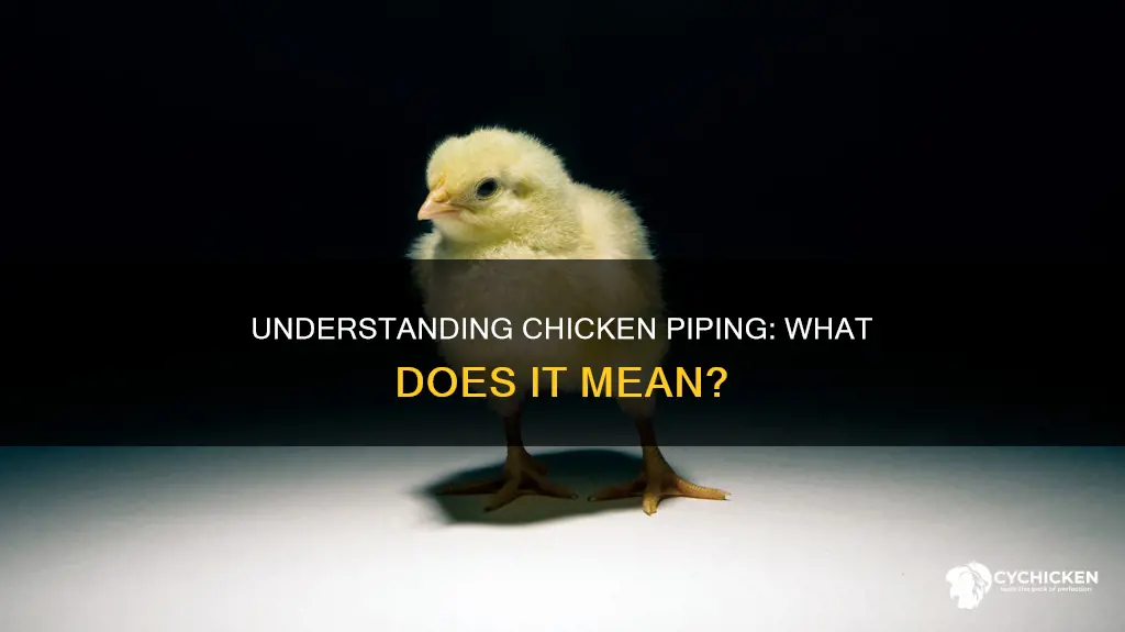 what does it mean when a chicken is piping