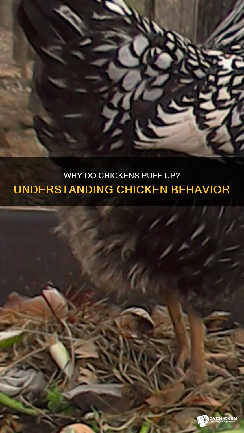 what does it mean when a chicken is puffed up