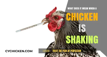 Why Chickens Shake: Understanding Chicken Behavior