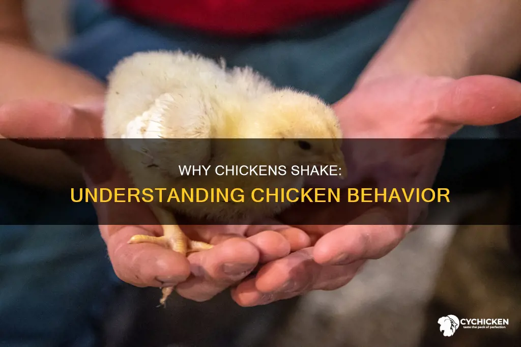 what does it mean when a chicken is shaking