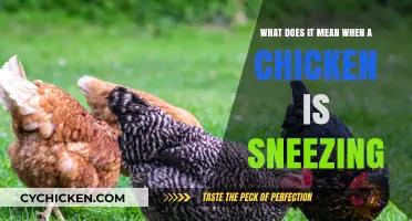 Why Do Chickens Sneeze? Understanding the Reason Behind it