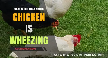 Understanding Chicken Wheezing: Causes and Cures