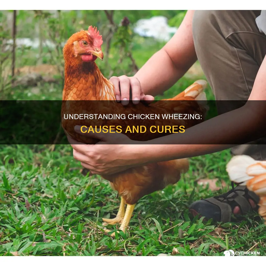 what does it mean when a chicken is wheezing