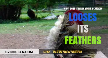 Why Do Chickens Lose Feathers?