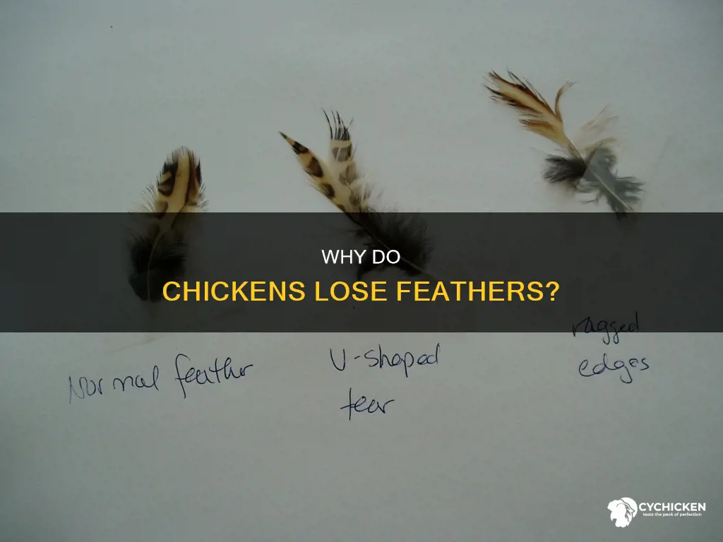what does it mean when a chicken looses its feathers
