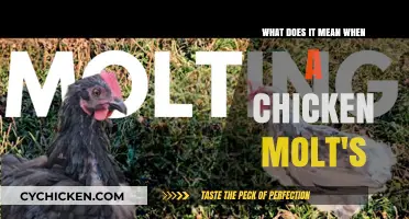 Understanding the Molting Process in Chickens