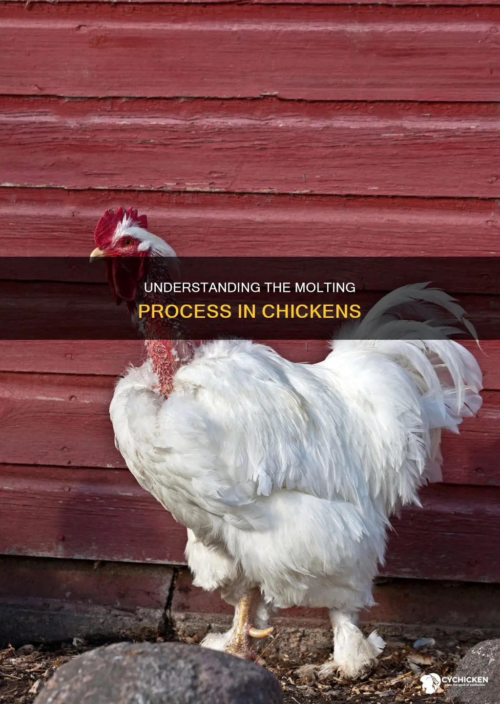 what does it mean when a chicken molt