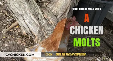 Understanding Chicken Molting: What It Means and How to Help