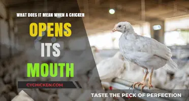 Why Do Chickens Keep Their Mouths Open?