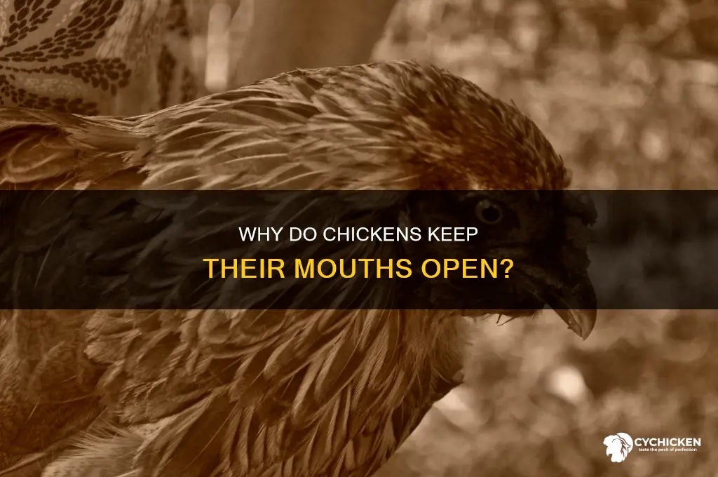 what does it mean when a chicken opens its mouth