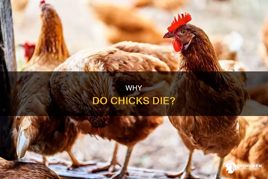 what does it mean when a chicken or chick dies