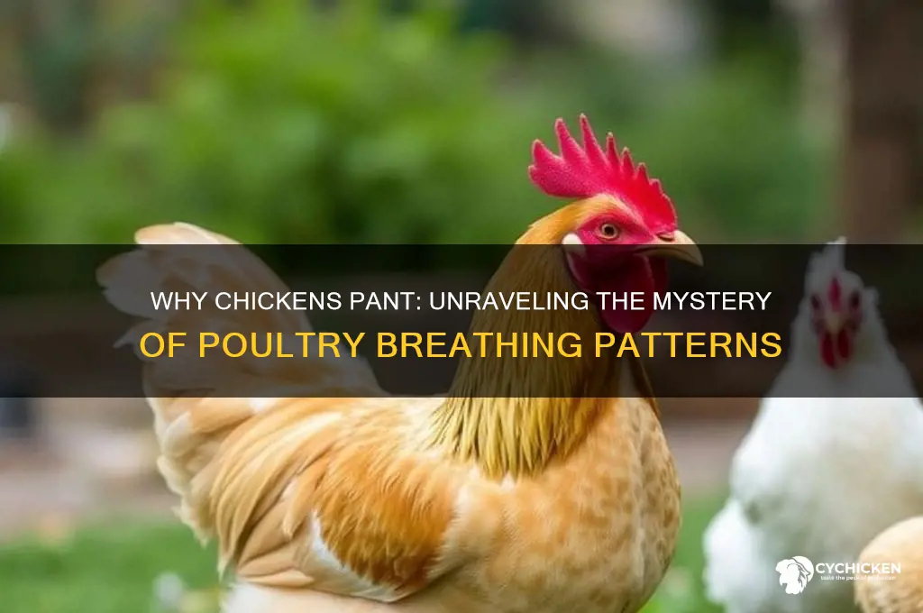 what does it mean when a chicken pants