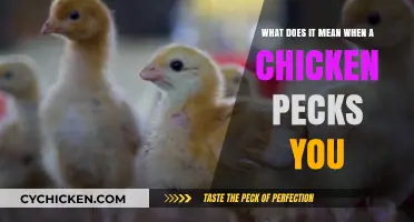 Why Do Chickens Peck People?