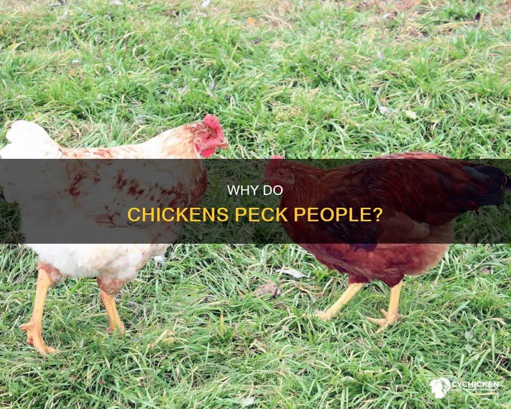 what does it mean when a chicken pecks you
