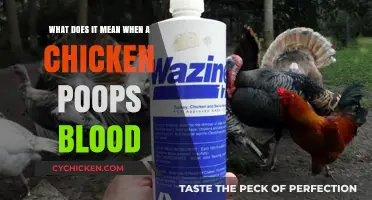 Chicken Droppings: Blood Indicates a Serious Health Issue