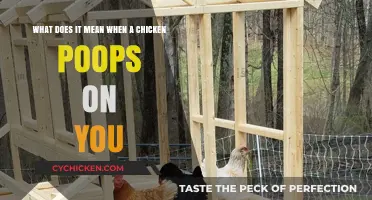 Chicken Poop: What Does It Signify?