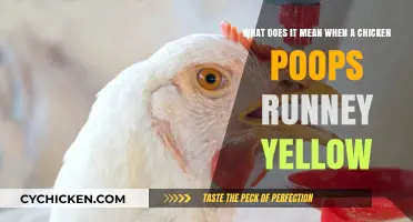 Chicken Poop: What Does Runny Yellow Mean?