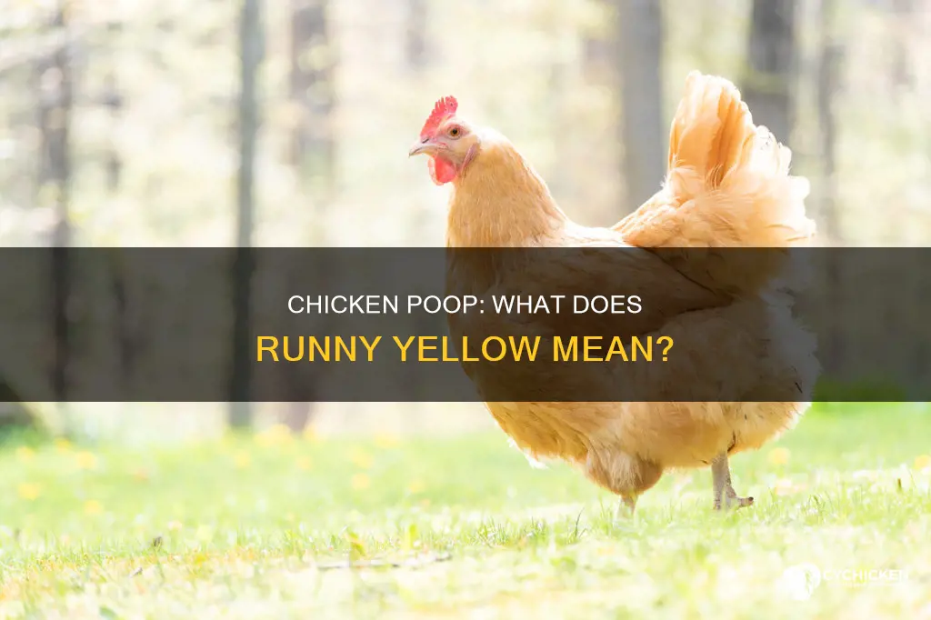 what does it mean when a chicken poops runney yellow