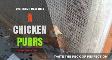 Understanding the Unique Sound: What Does a Chicken's Purr Mean?