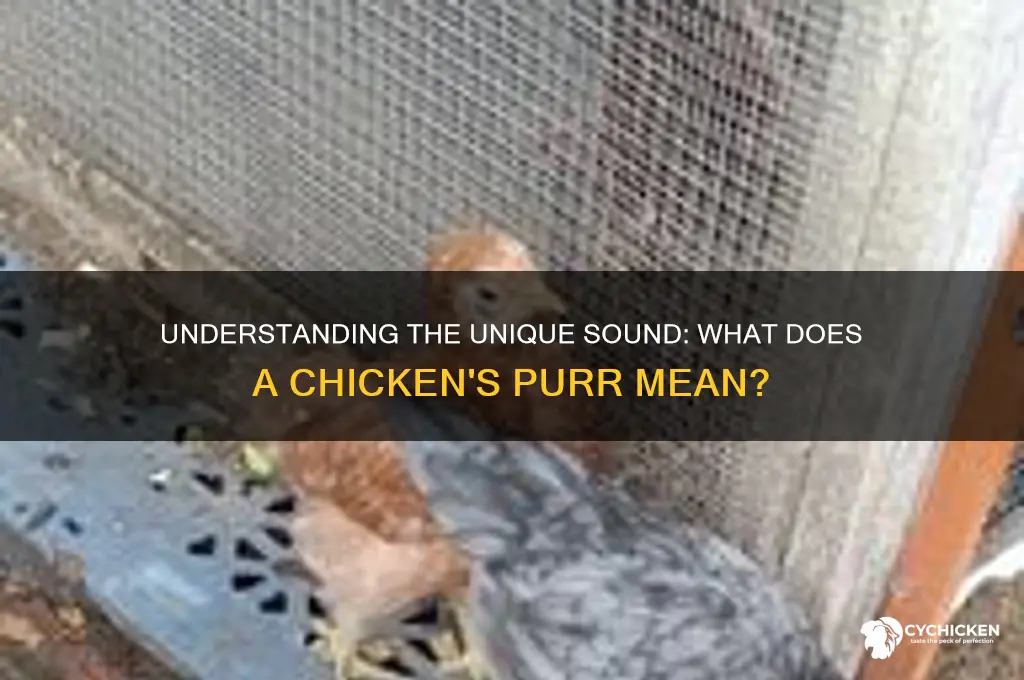 what does it mean when a chicken purrs