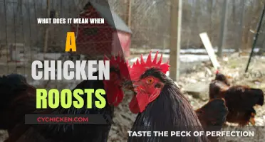 Understanding Chicken Roosting Behavior: Insights and Significance for Poultry Keepers