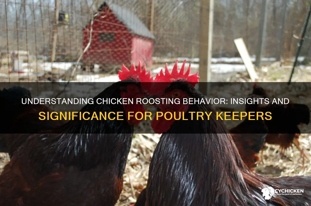 what does it mean when a chicken roosts