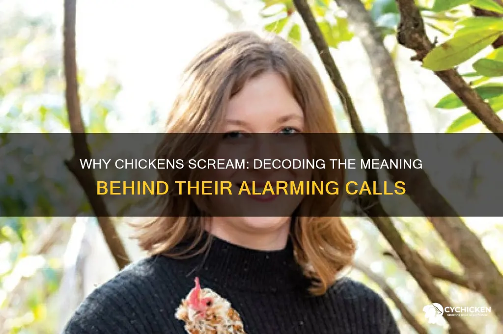 what does it mean when a chicken screams