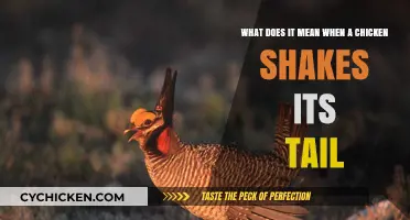 Why Chickens Shake Their Tails and What It Means